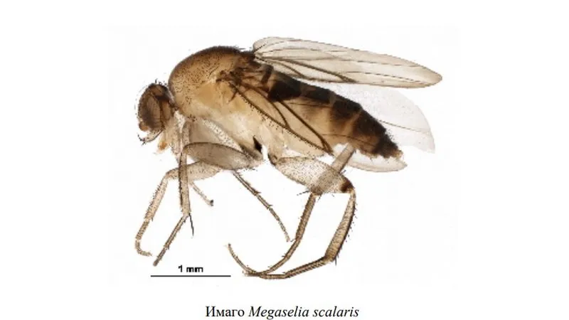 Крым: Чем многоядная муха-горбатка опасна для человека – фото