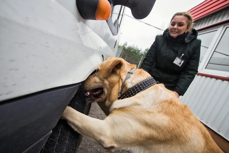 Краснодарский край: Chapman под капотом – фото