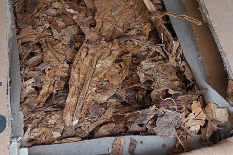 Краснодарский край: Муха-горбатка из порта не вышла – фото