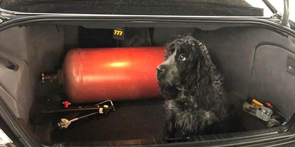 В Сочи служебная собака нашла в иномарке необычные тайники с контрабандой – фото