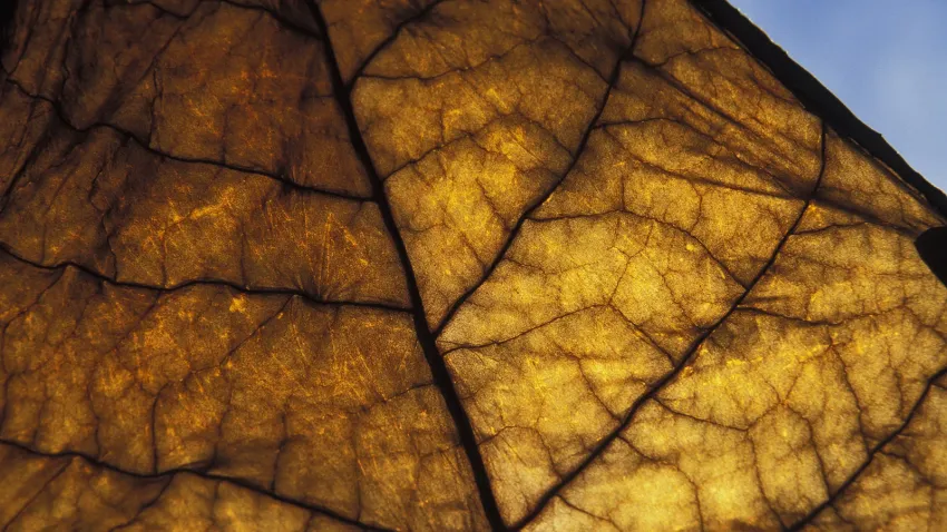 Forbes: Легальное производство жевательного и&nbsp;нюхательного табака под угрозой – фото