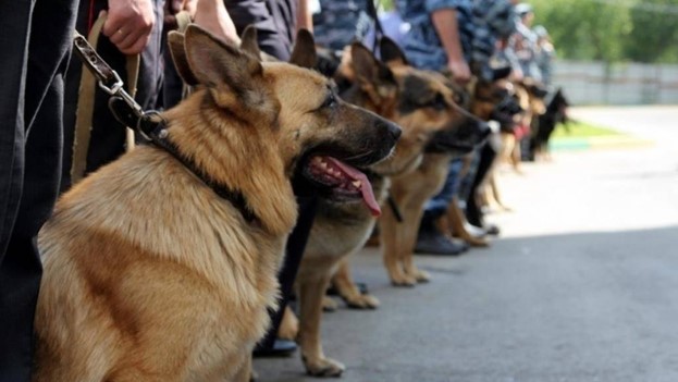 Служебные псы помогли латвийской полиции обнаружить нелегальный табак – фото