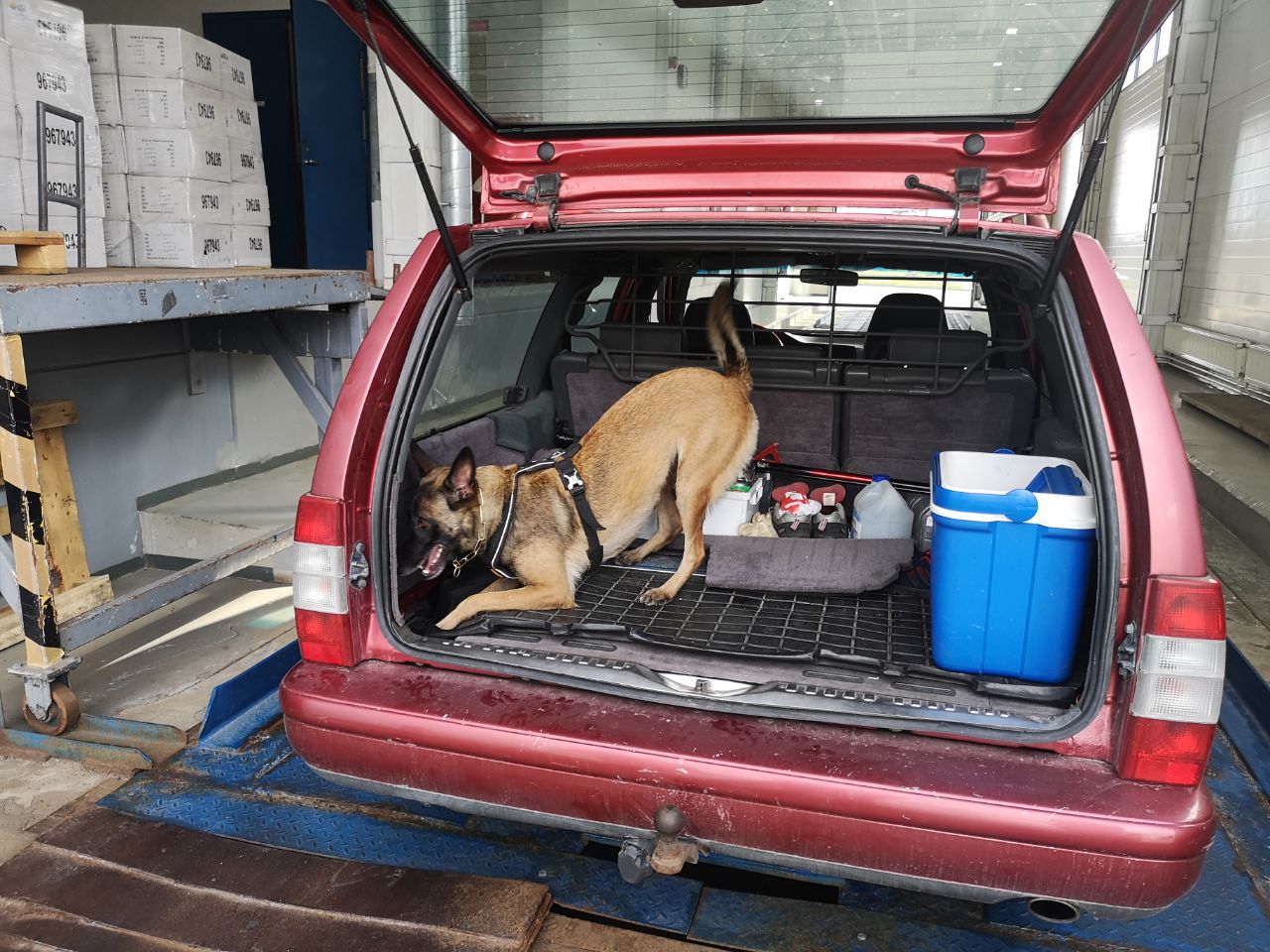 Служебная собака помогла выборгским таможенникам пресечь три попытки незаконного вывоза табачной продукции – фото